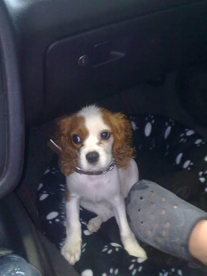 Cavalier king charles spaniel Maddie billede 5