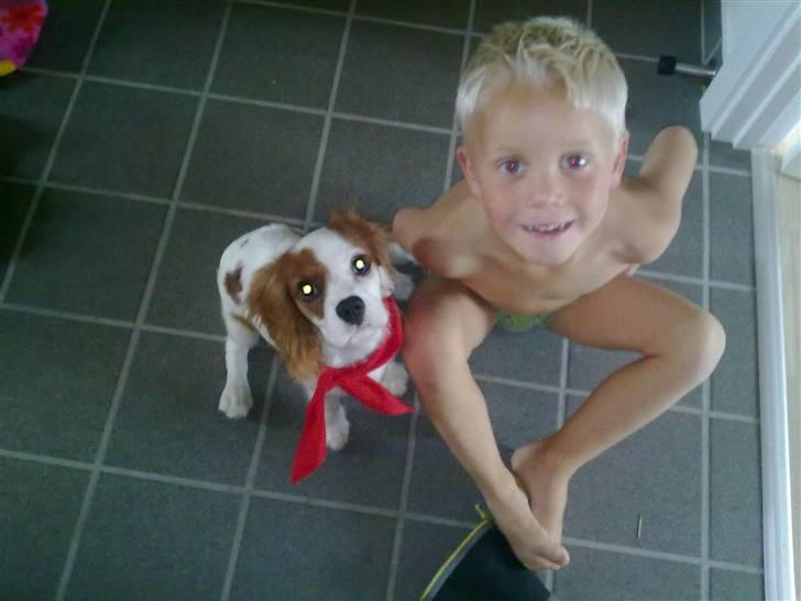 Cavalier king charles spaniel Maddie billede 6