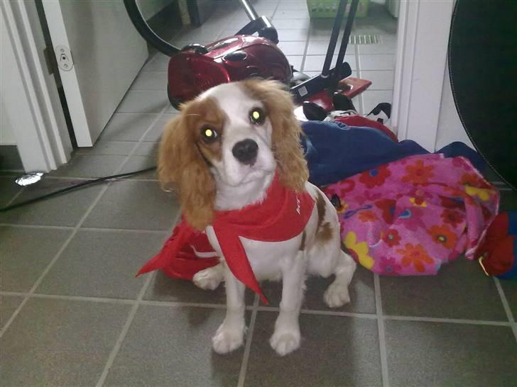 Cavalier king charles spaniel Maddie billede 7