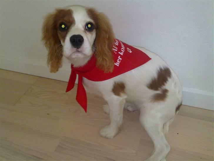 Cavalier king charles spaniel Maddie billede 8