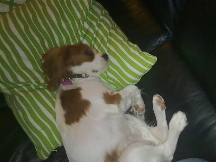 Cavalier king charles spaniel Maddie billede 9