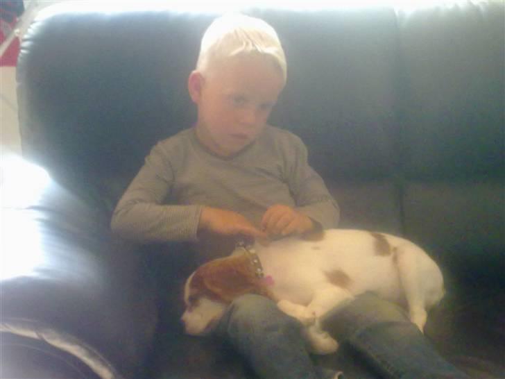 Cavalier king charles spaniel Maddie billede 10