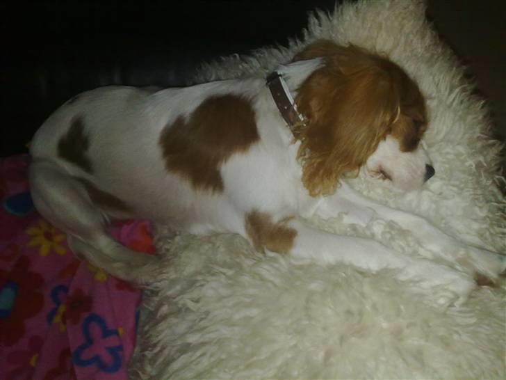 Cavalier king charles spaniel Maddie billede 11