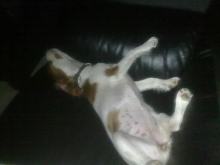 Cavalier king charles spaniel Maddie billede 12