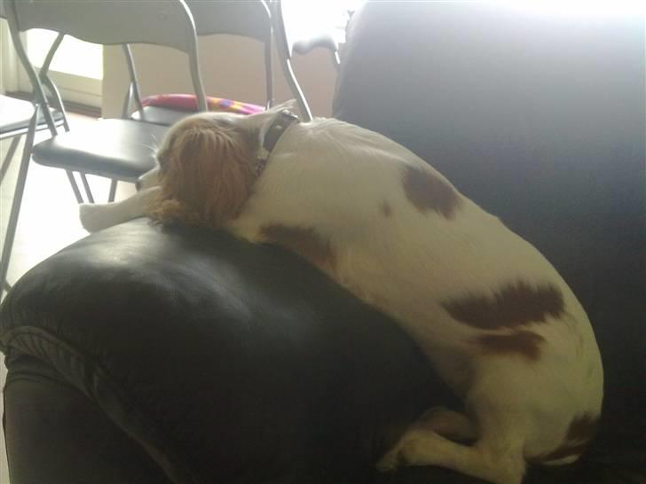 Cavalier king charles spaniel Maddie billede 13