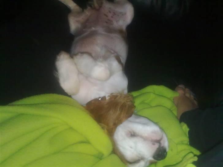 Cavalier king charles spaniel Maddie billede 14