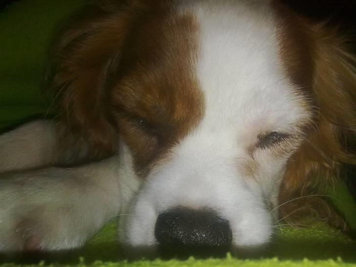 Cavalier king charles spaniel Maddie billede 15