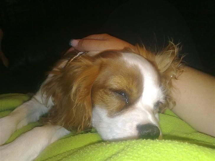 Cavalier king charles spaniel Maddie billede 16
