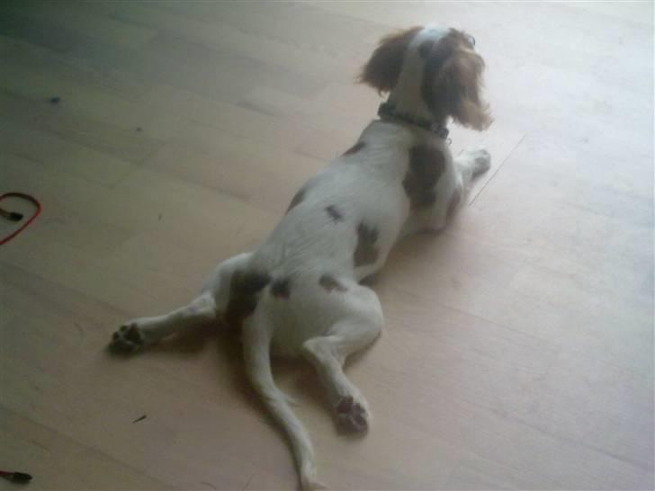 Cavalier king charles spaniel Maddie billede 17