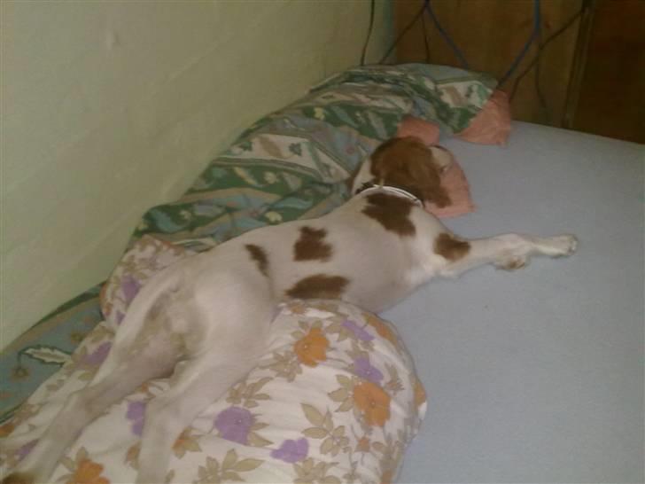 Cavalier king charles spaniel Maddie billede 18