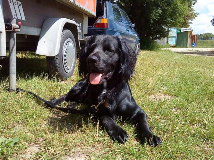 Kleiner münsterländer Bølle <3 billede 19