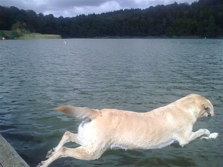 Labrador retriever Malou  R.I.P. 7-10-10 - Flyvende "labbedykker" set ved Bagsværd Sø d. 24.09.09 billede 20