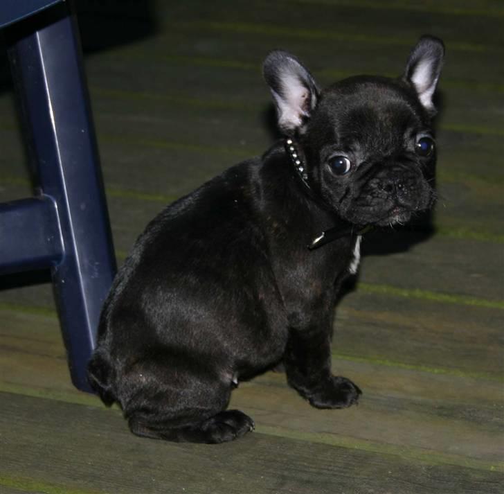 Fransk bulldog Tricki Woo billede 1