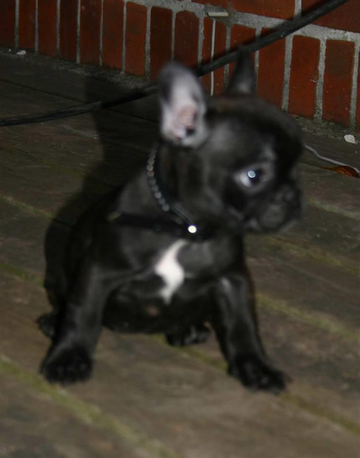 Fransk bulldog Tricki Woo billede 2