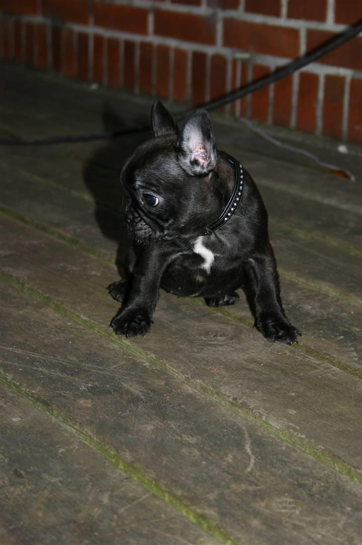 Fransk bulldog Tricki Woo billede 3