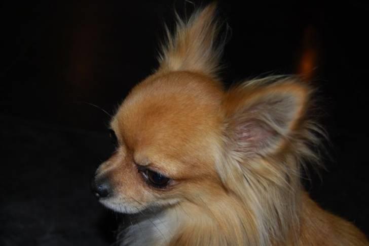 Chihuahua Chikka *a`dia* - hej og velkommen til Chillis profil billede 1