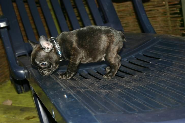 Fransk bulldog Tricki Woo billede 4