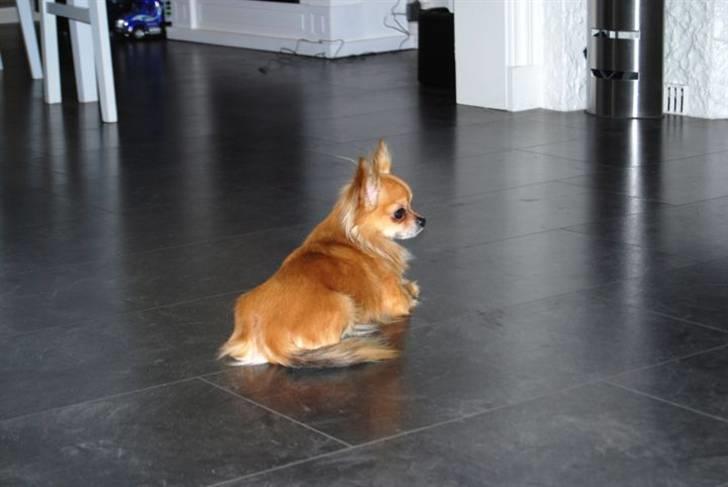 Chihuahua Chikka *a`dia* - hej med dig billede 2