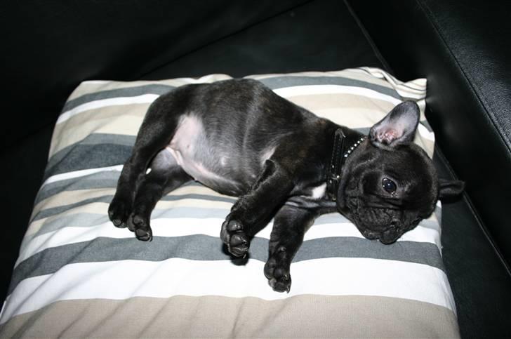 Fransk bulldog Tricki Woo billede 5