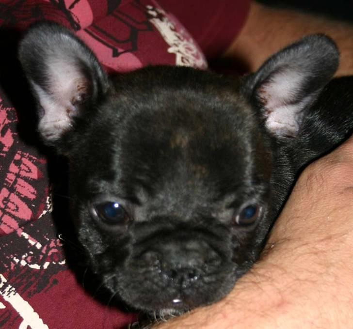 Fransk bulldog Tricki Woo billede 6