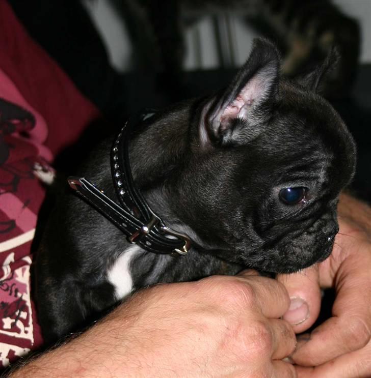 Fransk bulldog Tricki Woo billede 7