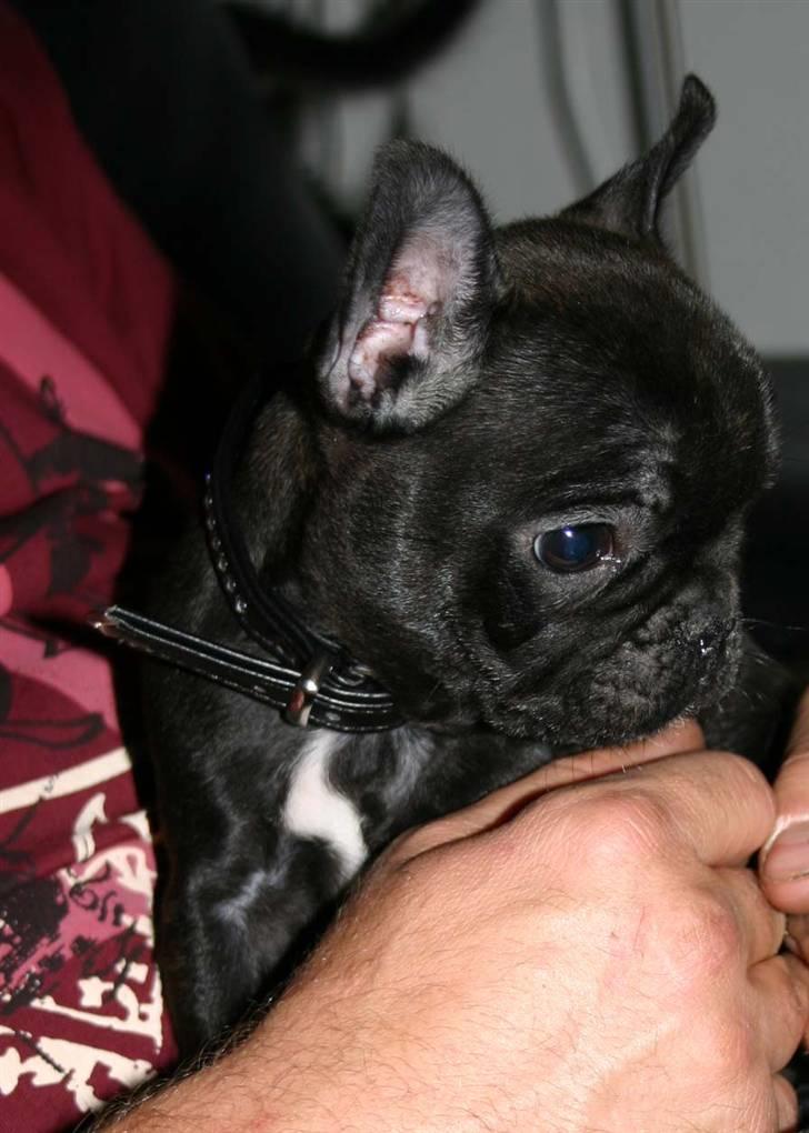 Fransk bulldog Tricki Woo billede 8