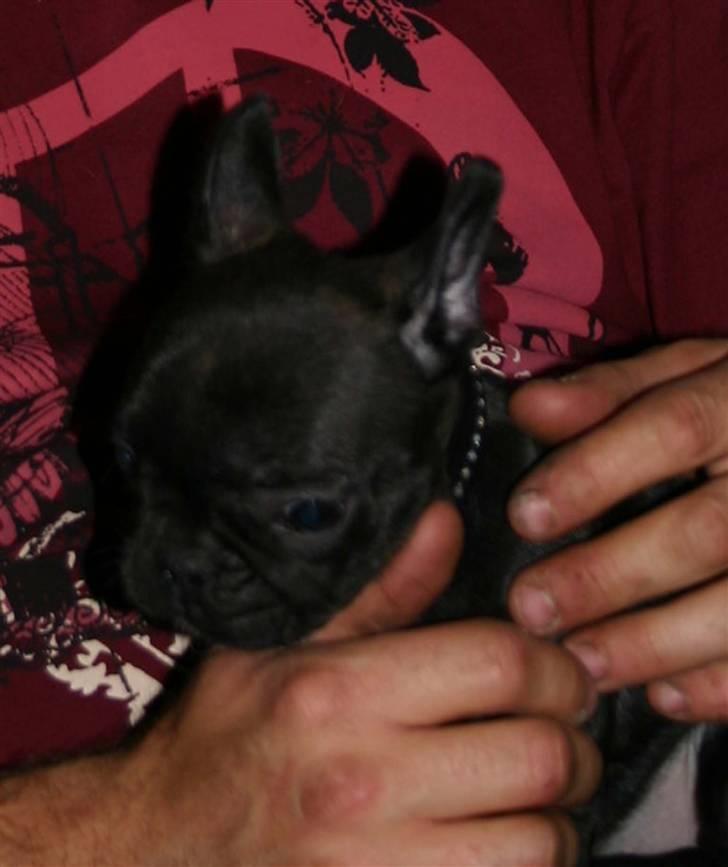 Fransk bulldog Tricki Woo billede 9