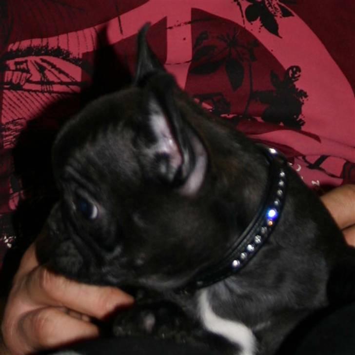 Fransk bulldog Tricki Woo billede 10