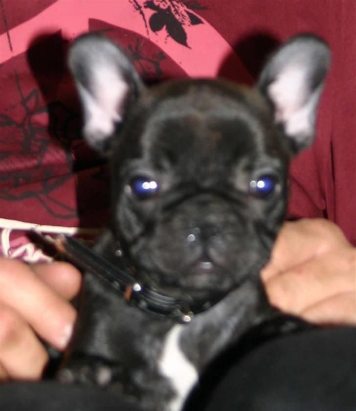 Fransk bulldog Tricki Woo billede 11