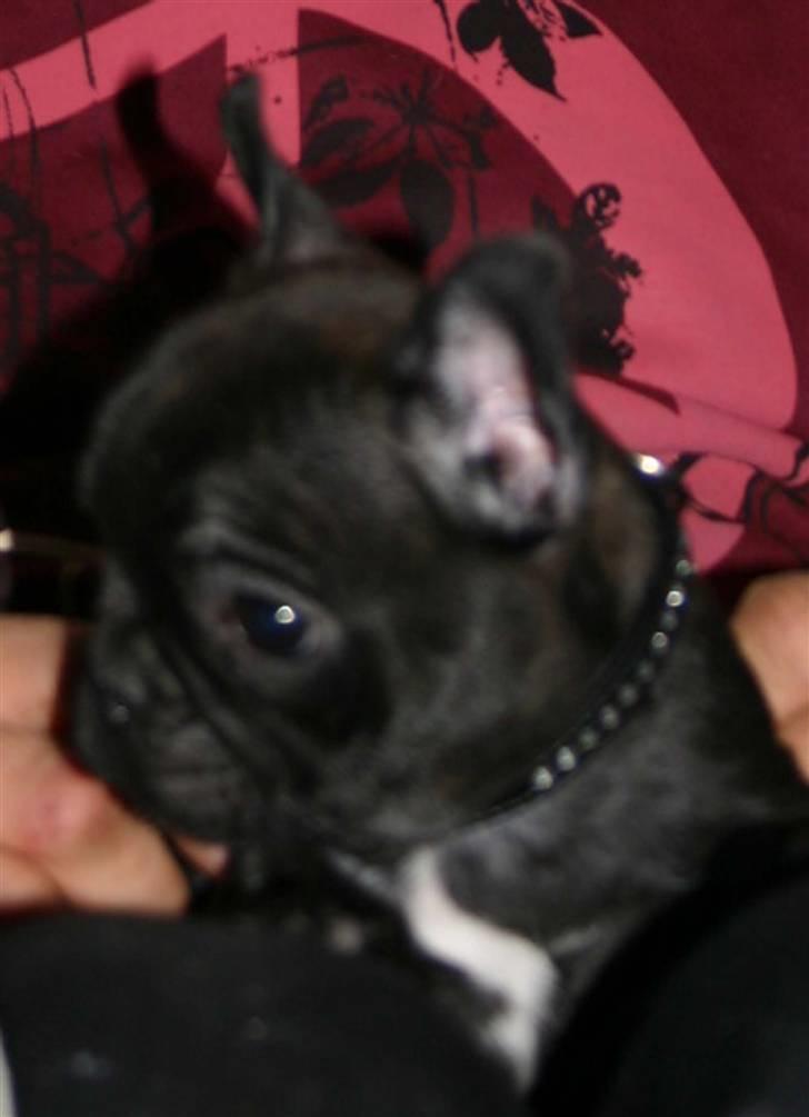 Fransk bulldog Tricki Woo billede 12