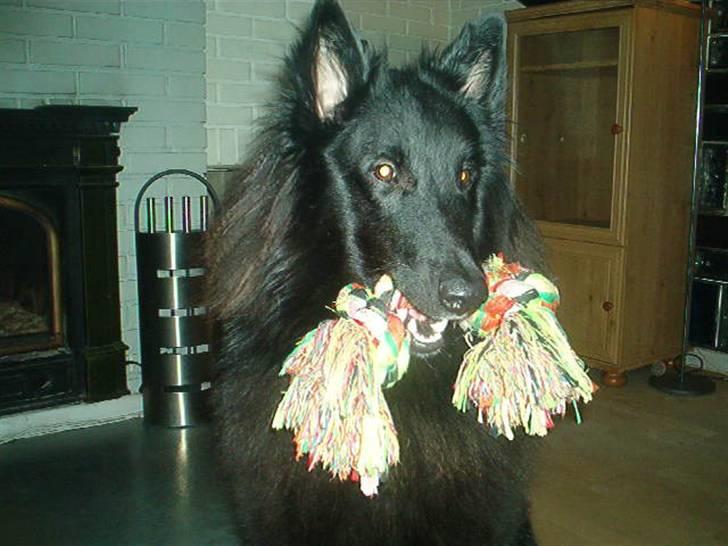 Groenendael Santos*De Fait Ami Ashlan - Santos med én af hans elskede legeting billede 1