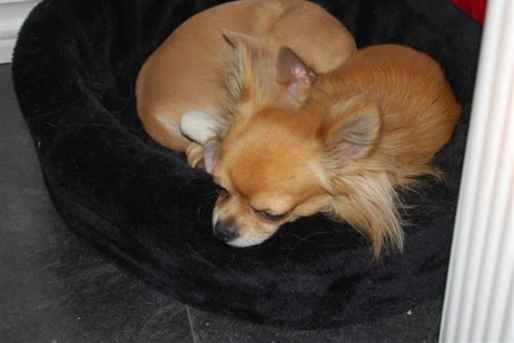 Chihuahua Chikka *a`dia* - chilli sover i sin kurv  billede 3