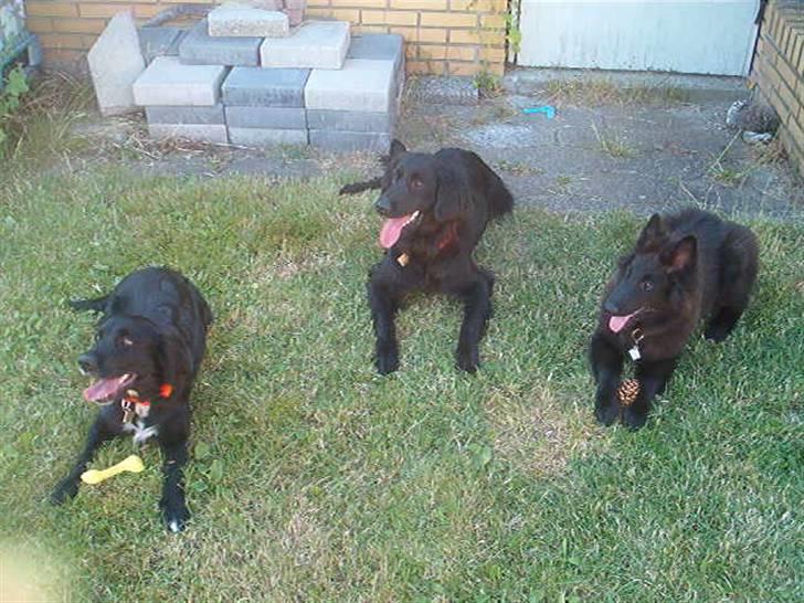 Groenendael Santos*De Fait Ami Ashlan - Santos med hans 2 bedste kammerater, Freja og Basil. billede 2