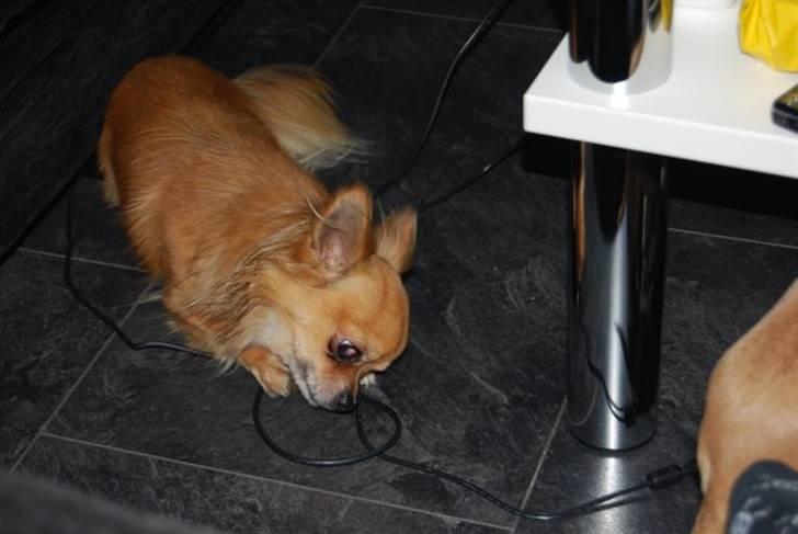 Chihuahua Chikka *a`dia* - chilli som bidder i ledningen  billede 4