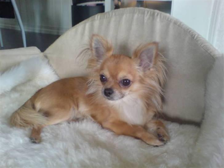 Chihuahua Chikka *a`dia* - chilli ligger bare super fint på stolen  billede 5