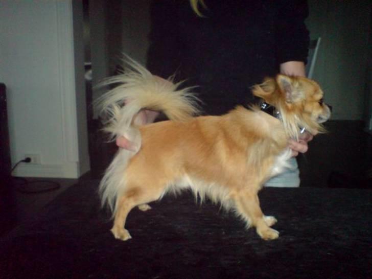 Chihuahua Chikka *a`dia* - ja her kan man så lige se chilli fra top til tå billede 6