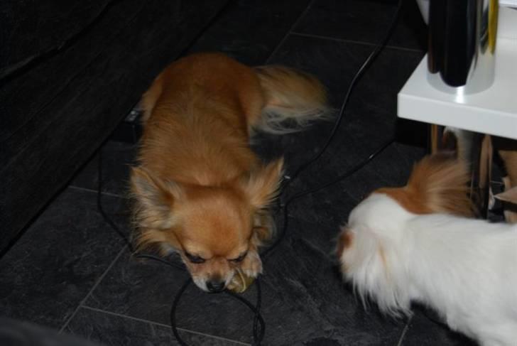 Chihuahua Chikka *a`dia* - ja chilli som bidder i ledningen igen det går tiden skam tit med hehe:) billede 7