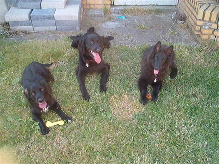 Groenendael Santos*De Fait Ami Ashlan - Santos med hans 2 bedste kammerater, Freja og Basil. billede 3