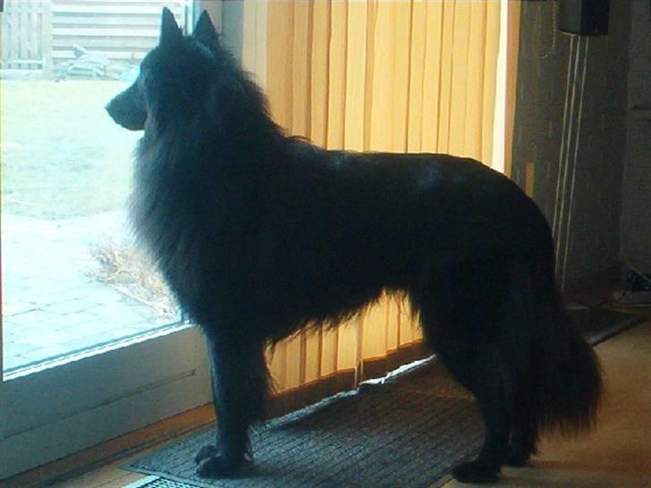 Groenendael Santos*De Fait Ami Ashlan - Santos ser ud af vinduet for at se om han skal passe på billede 4