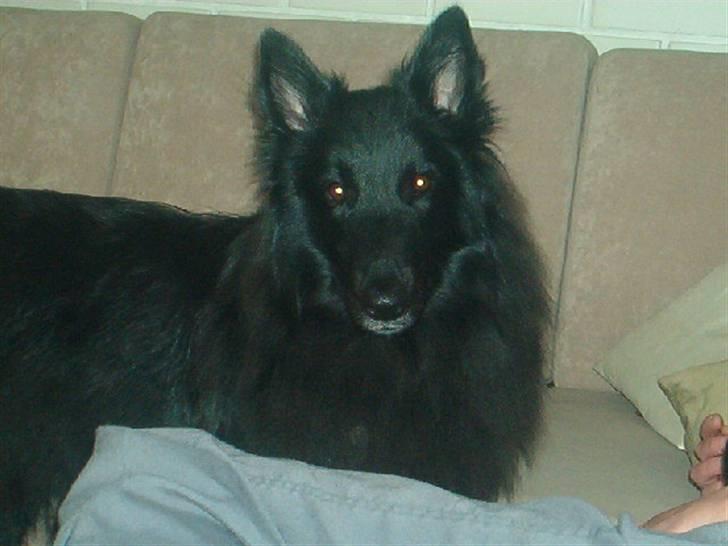 Groenendael Santos*De Fait Ami Ashlan billede 5