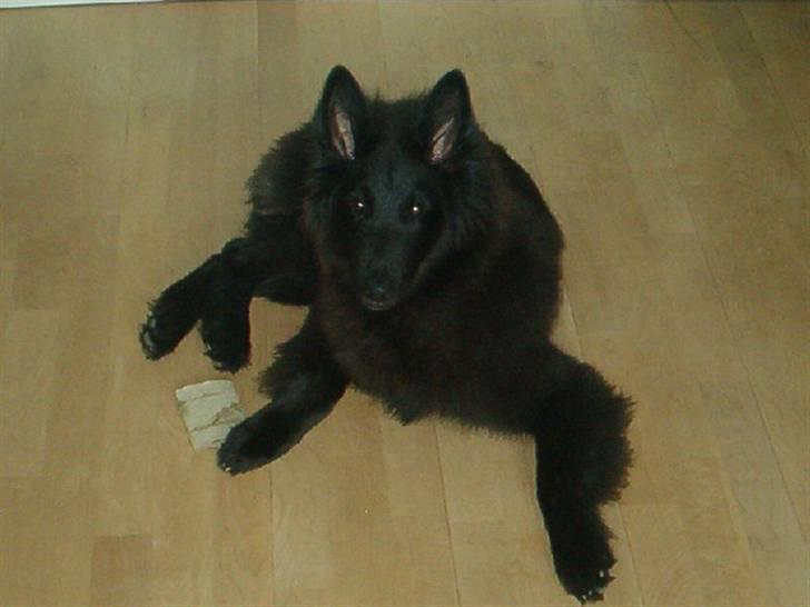 Groenendael Santos*De Fait Ami Ashlan billede 6