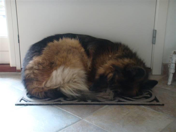 Schæferhund Becca R.i.p billede 15