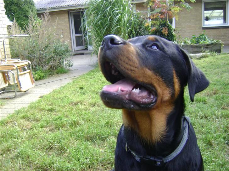 Rottweiler tøsen billede 1