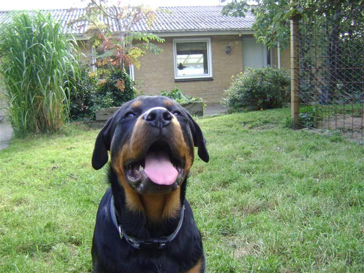 Rottweiler tøsen billede 2