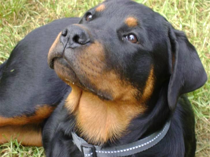 Rottweiler tøsen billede 3