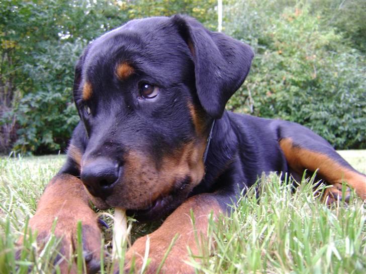 Rottweiler tøsen billede 4