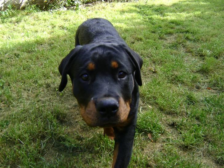 Rottweiler tøsen billede 5