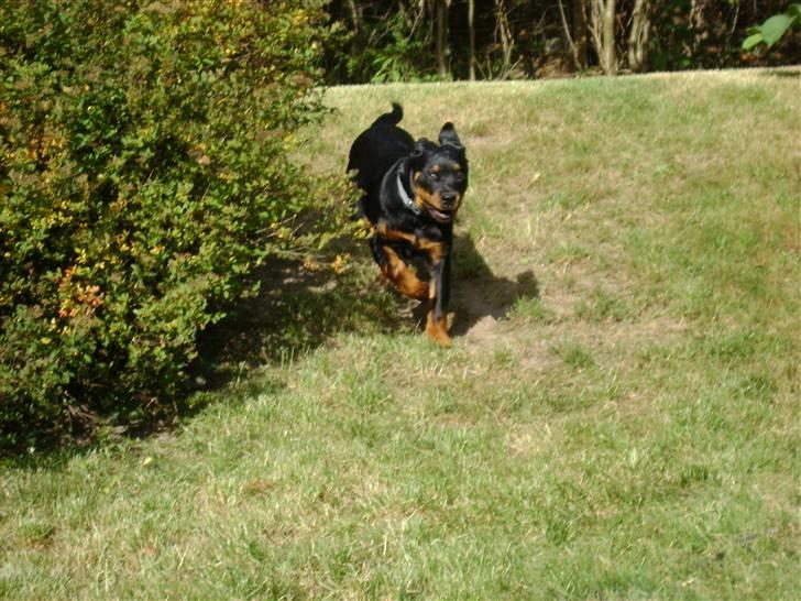 Rottweiler tøsen billede 6