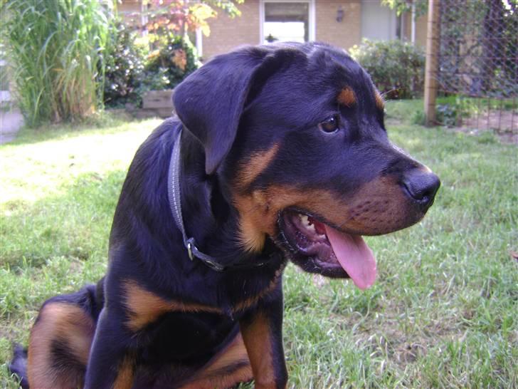Rottweiler tøsen billede 7
