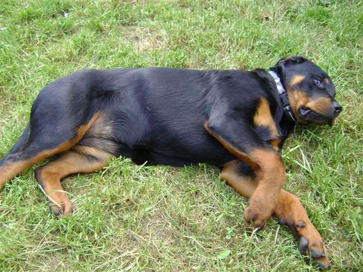 Rottweiler tøsen billede 8